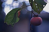 �ŏ��̎O�����̈ꖇ�@��̊`�@���~�̗[���
